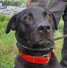 IDAR, Hund, Dobermann-Labrador-Mix in Slowakische Republik - Bild 8