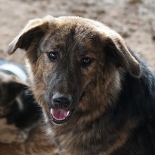 ULIX, Hund, Mischlingshund in Griechenland - Bild 1