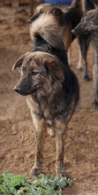 ULIX, Hund, Mischlingshund in Griechenland - Bild 10