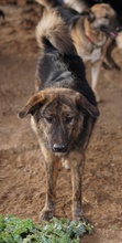 ULIX, Hund, Mischlingshund in Griechenland - Bild 11