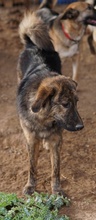 ULIX, Hund, Mischlingshund in Griechenland - Bild 12