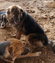 ULIX, Hund, Mischlingshund in Griechenland - Bild 3
