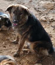 ULIX, Hund, Mischlingshund in Griechenland - Bild 4