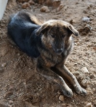 ULIX, Hund, Mischlingshund in Griechenland - Bild 5