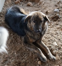 ULIX, Hund, Mischlingshund in Griechenland - Bild 6