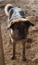 ULIX, Hund, Mischlingshund in Griechenland - Bild 7