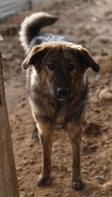 ULIX, Hund, Mischlingshund in Griechenland - Bild 8