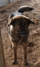 ULIX, Hund, Mischlingshund in Griechenland - Bild 9