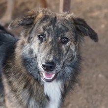 URIUS, Hund, Mischlingshund in Griechenland - Bild 1