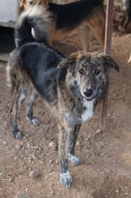 URIUS, Hund, Mischlingshund in Griechenland - Bild 2