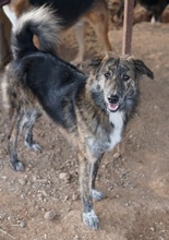 URIUS, Hund, Mischlingshund in Griechenland - Bild 3