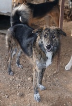 URIUS, Hund, Mischlingshund in Griechenland - Bild 4
