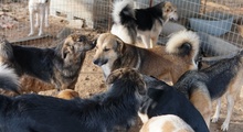 URIUS, Hund, Mischlingshund in Griechenland - Bild 5