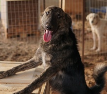 URIUS, Hund, Mischlingshund in Griechenland - Bild 6