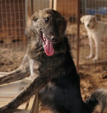 URIUS, Hund, Mischlingshund in Griechenland - Bild 7