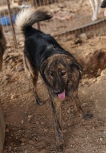 URIUS, Hund, Mischlingshund in Griechenland - Bild 8