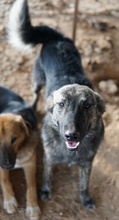 URIUS, Hund, Mischlingshund in Griechenland - Bild 9