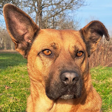KAIUWE, Hund, Mischlingshund in Kroatien - Bild 1