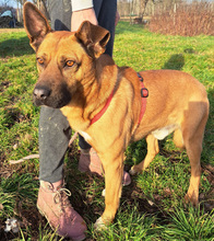 KAIUWE, Hund, Mischlingshund in Kroatien - Bild 2