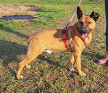 KAIUWE, Hund, Mischlingshund in Kroatien - Bild 6