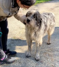 SPINO, Hund, Laufhund-Mix in Italien - Bild 2