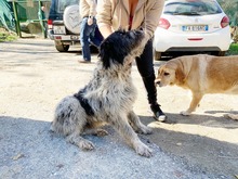 SPINO, Hund, Laufhund-Mix in Italien - Bild 4
