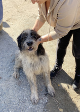 SPINO, Hund, Laufhund-Mix in Italien - Bild 6