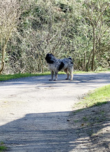SPINO, Hund, Laufhund-Mix in Italien - Bild 7