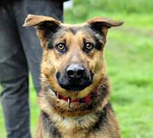 MORITZ, Hund, Mischlingshund in Slowakische Republik - Bild 10