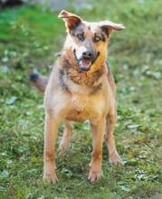 MORITZ, Hund, Mischlingshund in Slowakische Republik - Bild 11
