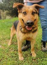 MORITZ, Hund, Mischlingshund in Slowakische Republik - Bild 14