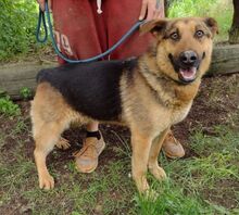 MORITZ, Hund, Mischlingshund in Slowakische Republik - Bild 2