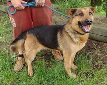 MORITZ, Hund, Mischlingshund in Slowakische Republik - Bild 4