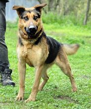 MORITZ, Hund, Mischlingshund in Slowakische Republik - Bild 5