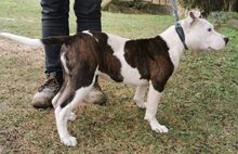 KYRA2, Hund, Mischlingshund in Slowakische Republik - Bild 4