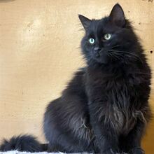 NERO, Katze, Europäisch Kurzhaar in Bulgarien