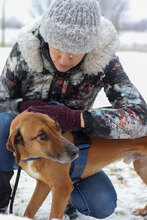 PANCHO2, Hund, Mischlingshund in Bulgarien - Bild 2