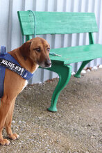 PANCHO2, Hund, Mischlingshund in Bulgarien - Bild 4