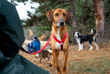 PANCHO2, Hund, Mischlingshund in Bulgarien - Bild 5