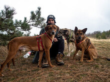 PANCHO2, Hund, Mischlingshund in Bulgarien - Bild 6