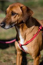 PANCHO2, Hund, Mischlingshund in Bulgarien - Bild 8
