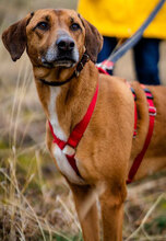 PANCHO, Hund, Mischlingshund in Großheirath - Bild 1