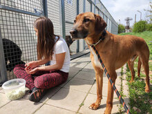 PANCHO, Hund, Mischlingshund in Großheirath - Bild 10