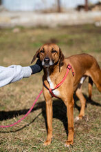 PANCHO, Hund, Mischlingshund in Großheirath - Bild 12