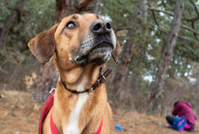 PANCHO, Hund, Mischlingshund in Großheirath - Bild 13