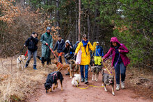 PANCHO, Hund, Mischlingshund in Großheirath - Bild 18