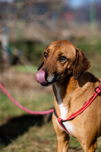 PANCHO, Hund, Mischlingshund in Großheirath - Bild 19