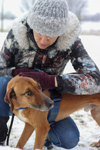 PANCHO, Hund, Mischlingshund in Großheirath - Bild 2