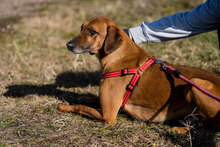 PANCHO, Hund, Mischlingshund in Großheirath - Bild 22