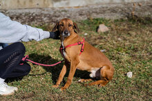 PANCHO, Hund, Mischlingshund in Großheirath - Bild 23